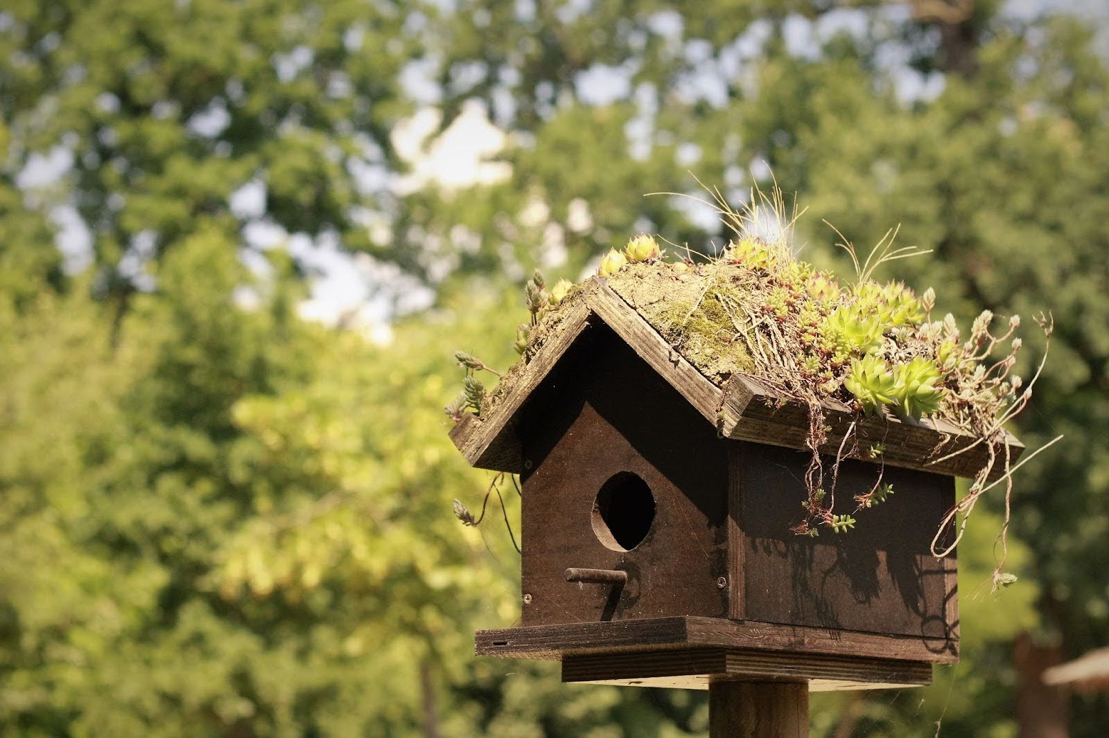 Five Creative Ideas for Making Handmade Birdhouses with Kids