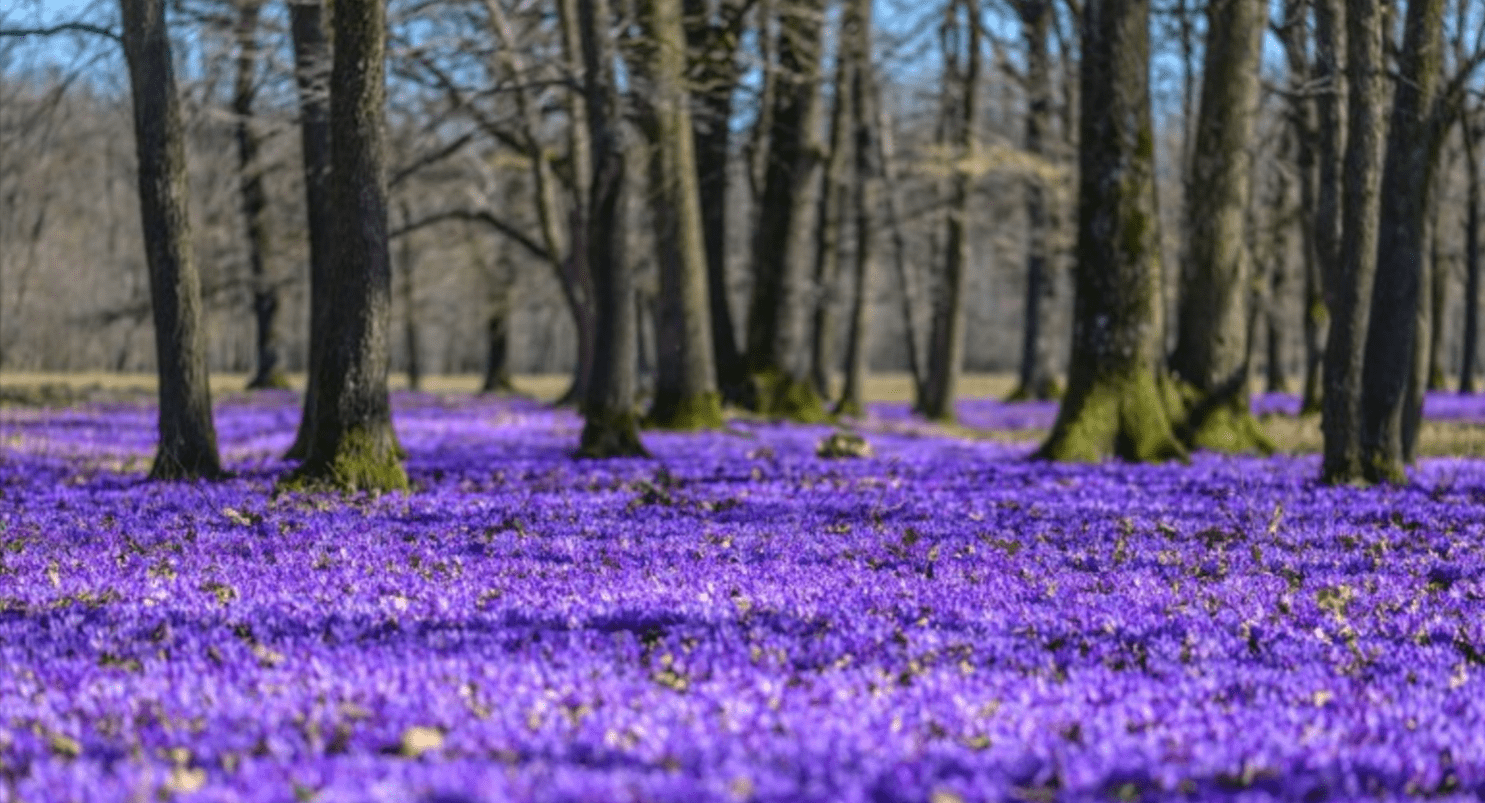 Experience the Rustic Beauty and Lavender Fields of Vynohradiv
