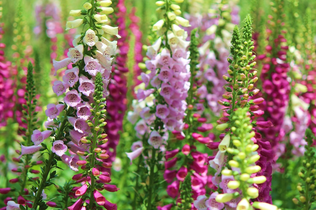 Finding a Flower Grower in the Darkest Places