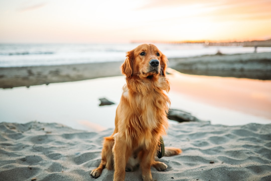 The Mini Goldendoodle: Your Perfect Pet Companion